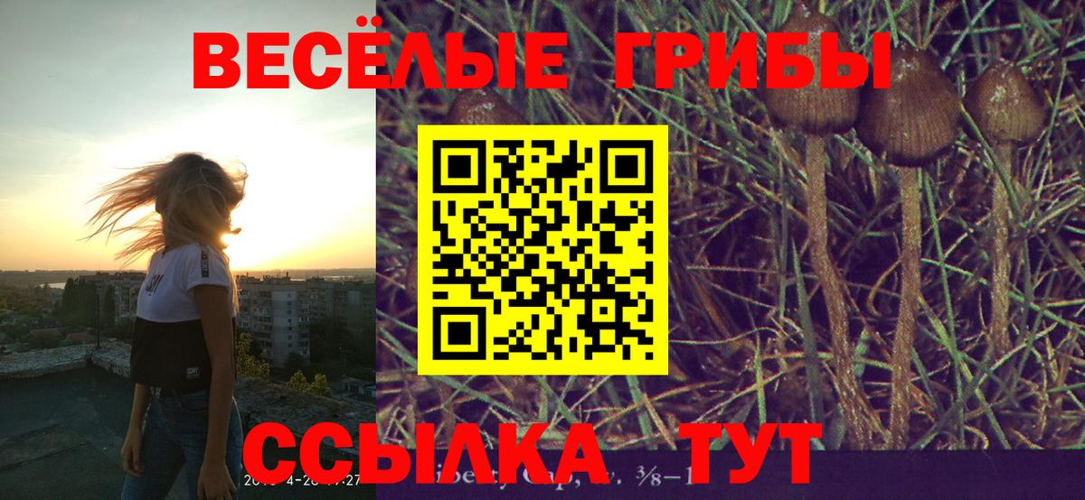 наркотики  Вход с VPN  Шадринск  Галлюциногенные грибы Psilocybine cubensis 