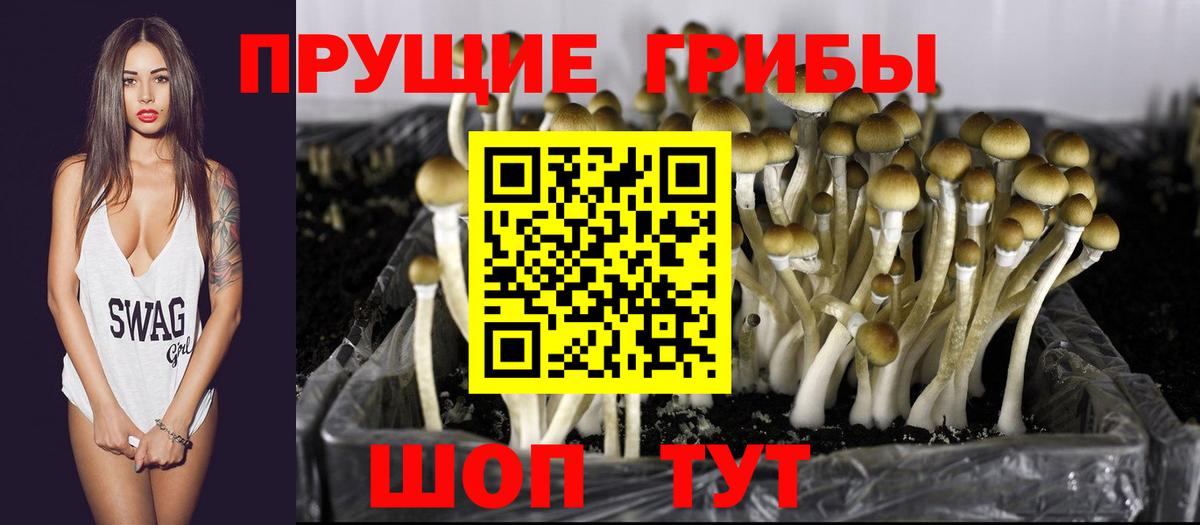 Псилоцибиновые грибы Cubensis Шадринск